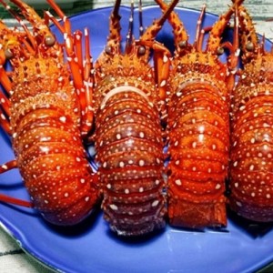 Tôm hùm baby
