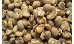 cây cà phê xuất hiện khi nào?
