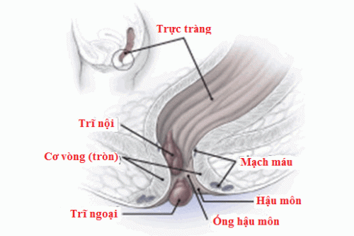 Chẩn đoán và điều trị bệnh trĩ