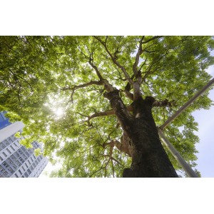 Lợi ích của cây xanh trong việc bảo vệ môi trường và sức khỏe