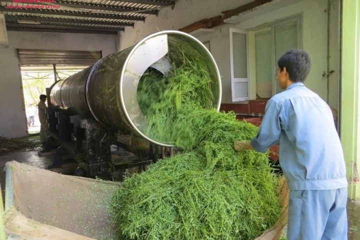 Bí quyết chọn cây giống thuốc hiệu quả để gieo trồng sản xuất
