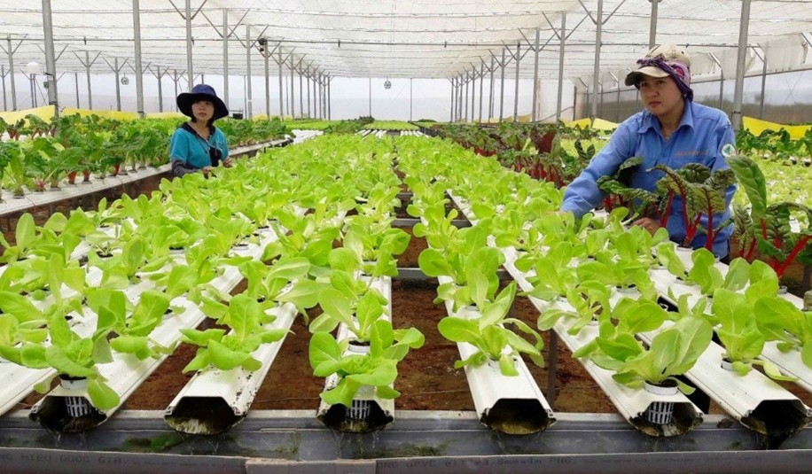 SẢN XUẤT NÔNG NGHIỆP CÔNG NGHỆ CAO